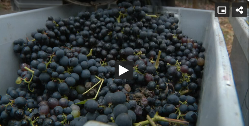 IVBAM reforça castas tradicionais madeirenses