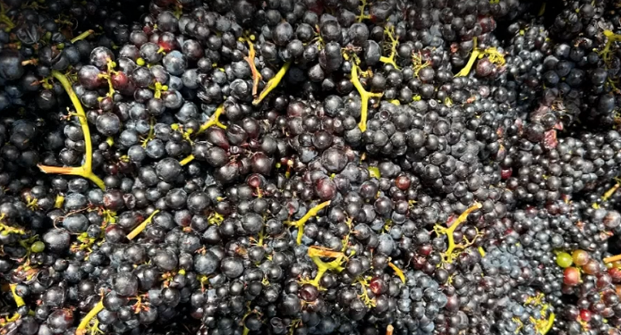 Formação em Vinho Madeira regressa de 9 a 11 de março