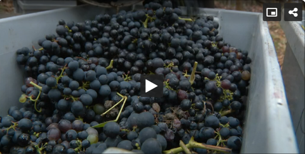 IVBAM reforça castas tradicionais madeirenses