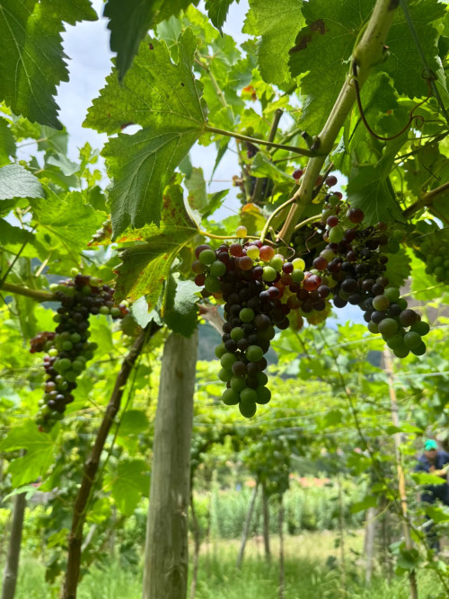 Vindima 2026 - Maturação das uvas entra em fase final